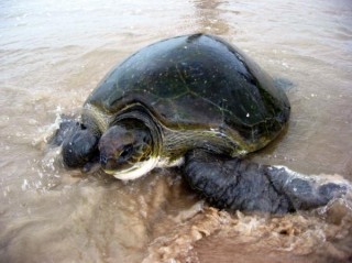 Tortue de Casamance