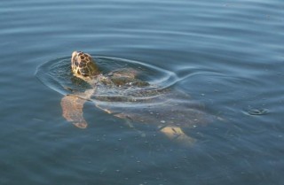Tortue de mer caretta