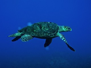 Tortue marine