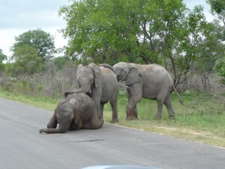 Traverse d'lphants (2/4)