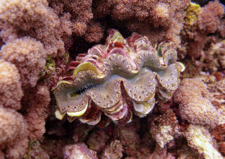 Tridacna Giga ou Bnitier gant