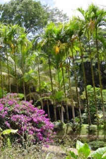 Tronc élancés des palmiers Tronc élancés des palmiers