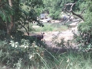 Un Koudou au bors de la rivière