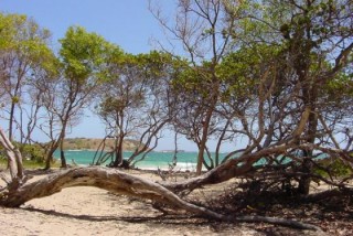 Un arbre allong sur la plage