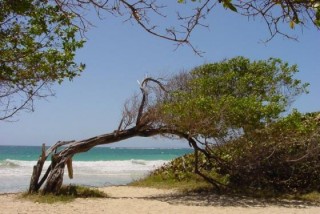 Un arbre couch par le vent