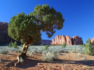 Un arbre de Monument Valley
