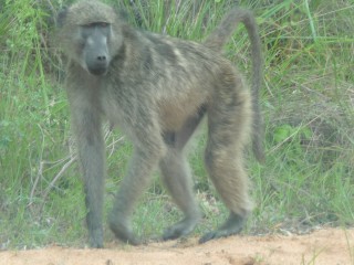 Le babouin chacma