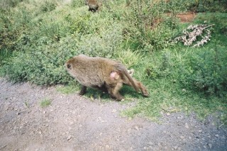 Un babouin en bord de route