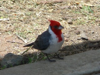 Un cardinal brsilien