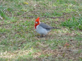 Un cardinal brsilien