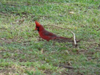 Un cardinal du Kentucky