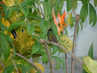 Un colibri