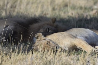 Un couple de lions