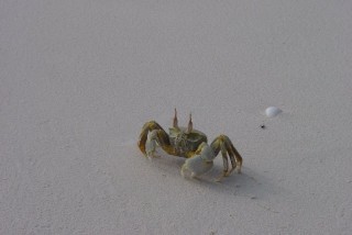 Un crabe à Rihiveli