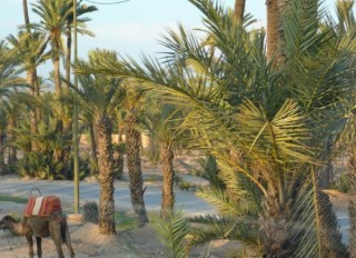 Un dromadaire au milieu des palmiers