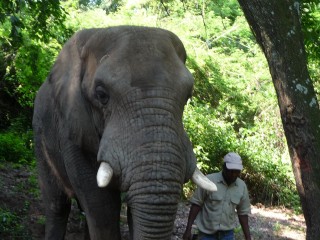 Un éléphant du sanctuaire d'Hazyview