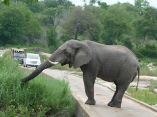 Un lphant sur un pont bloque la circulation !