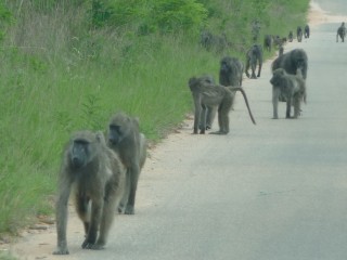 Un groupe de babouins