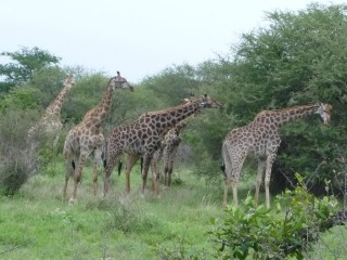 Un groupe de girafes