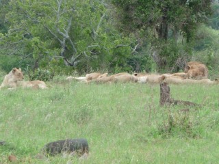 Un groupe de lionnes (1/2)