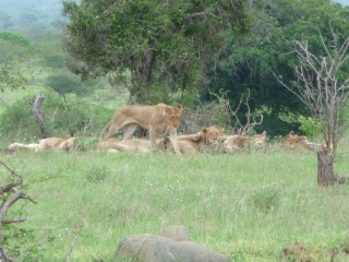 Un groupe de lionnes (2/2)