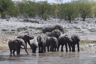 Un groupe d'éléphants