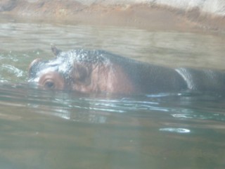 Un hippopotame