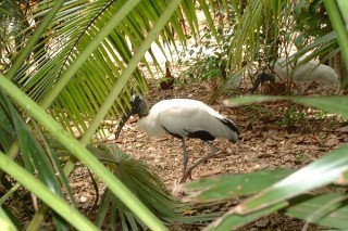 Un ibis