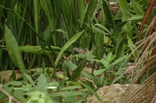 Un iguane en bord de chemin