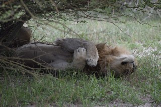 Un lion en pleine sieste