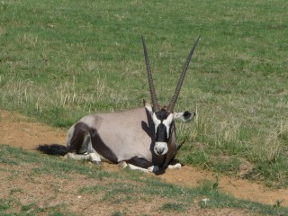 Un oryx