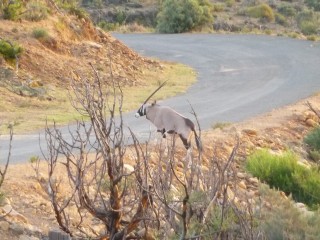 Un oryx traversant la route
