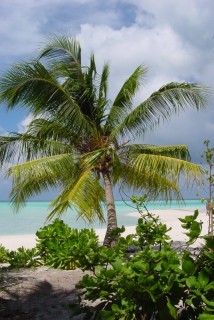 Un palmier devant la plage