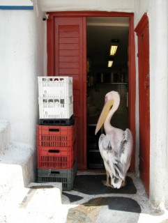 Un plican par l'odeur allch