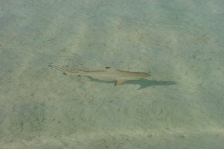 Un petit requin au bord de la plage