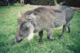 Un phacochre apprivois