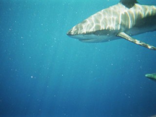 Un requin