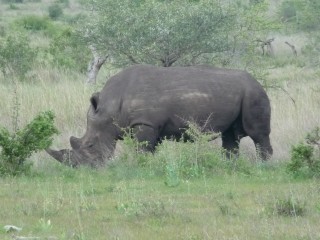 Un rhinocéros noir