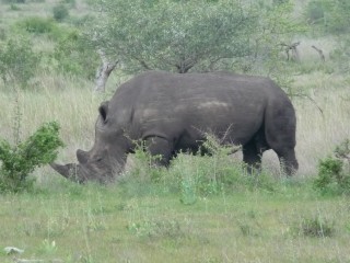 Un rhinocros noir