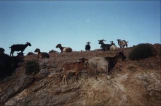 Un troupeau de chvres sur la route (2)