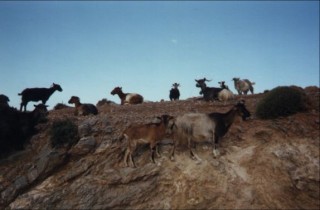 Un troupeau de chèvres sur la route (2) Un troupeau de chèvres sur la route (2)