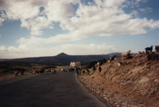 Un troupeau de chèvres sur la route Un troupeau de chèvres sur la route