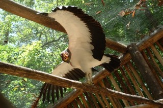 Un vautour royal