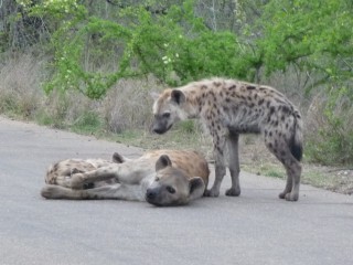 Une Hyne et ses petits (3/6)