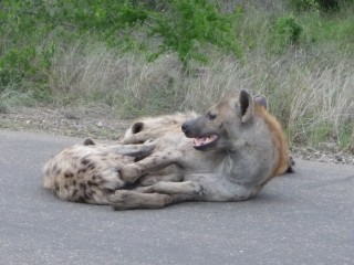 Une Hyne et ses petits (5/6)