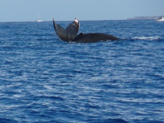 Une autre baleine