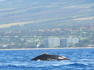 Une baleine devant la cte de Maui