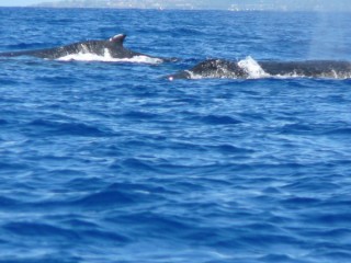 Une baleine et son petit