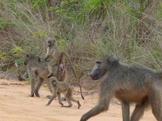 Une famille babouin