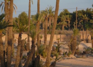Une fort de palmiers